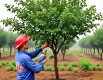 2025年花椒树的修剪方法