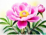 芍药花有种子吗能种吗