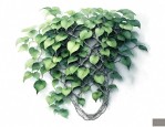 不锈钢植物攀爬网