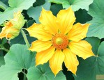 南瓜花为什么有些会苦