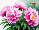 芍药花怎么养家庭养法