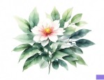 花叶青木花语