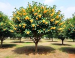 8公分桂花树价格多少