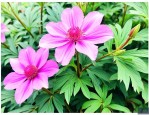 七叶一枝花就是重楼吗