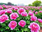 2025年洛阳的市花是啥花
