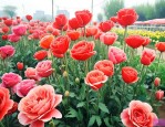 西安北郊鲜花花市在哪