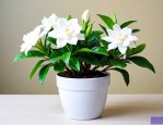 养栀子花需要哪些肥料