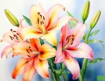 琉璃百合的花语和寓意