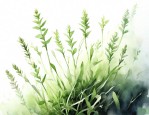请问那个百花蛇舌草那个草的作用是什么