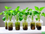 水培植物哪些比较好养