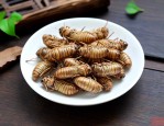 金蝉花脑梗人可以吃吗