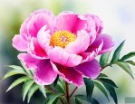 芍药花是草本还是木本