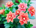 长寿花怎么养才能养好
