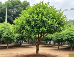 2025年8公分桂花树报价