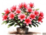 刚买回的杜鹃花怎么养