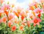 风铃花花语象征与寓意
