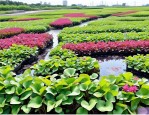 2025年水生植物种植销售
