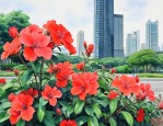 深圳买花最便宜的地方