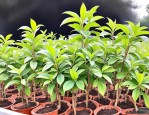 2025年桂花树小苗多少钱