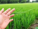 高羊茅草坪病虫害防治