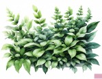 适合植物墙的植物品种