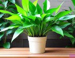 植物营养液绿萝通用型