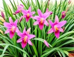 野生麦冬和种植麦冬的区别
