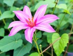 野生葛藤花有什么作用