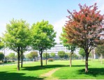 南京绿植 幸福树公司
