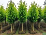 2025年蜀桧苗木价格查询