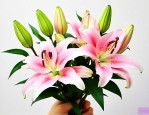 花店的百合花可以吃吗