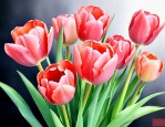买的郁金香花束怎么养