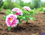 牡丹花苗什么时候种植
