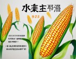 2025年985玉米种介绍
