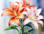 百合花代表着什么含义