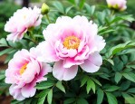牡丹栀子花的养殖方法