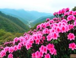 毕节如何去百里杜鹃花