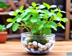 2025年招财元宝水培植物