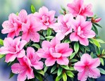 杜鹃花有几种颜色的花