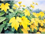知子花叶黄了怎么回事
