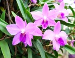 石斛花和石斛那个更好
