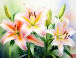 鲜百合能种出百合花吗