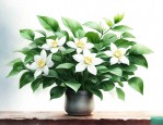 茉莉花的养殖方法和注意事项栀子花好养吗