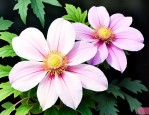 田七花跟三七花一样吗