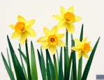 水仙花怎么传播种子的