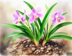 兰花种子多久才能发芽