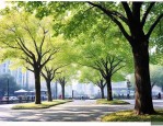 种满南京城梧桐树原话