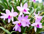 安徽霍山石斛花多少钱
