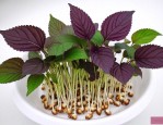 紫苏种子水培能发芽吗