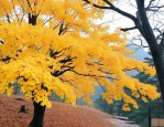 黄山栾树落叶还是常绿